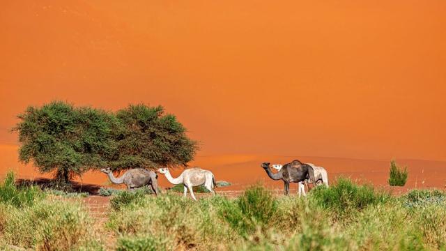 Alžírsko_Sahara