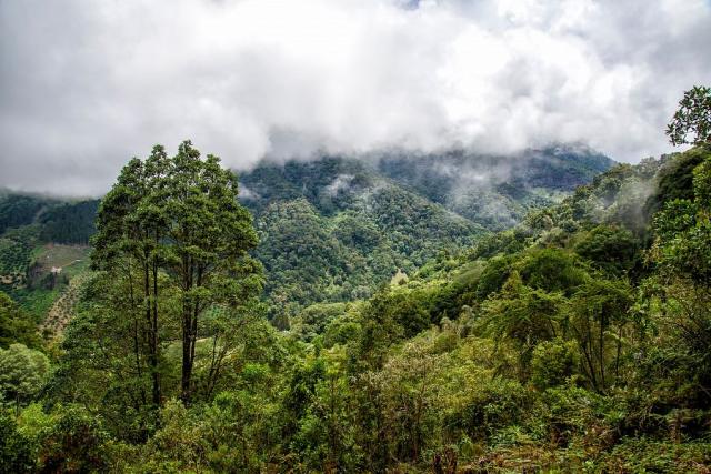 Costa Rica rainforest