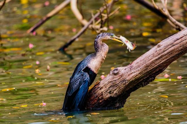 Kostarika_Cano_Negro_Anhinga.jpg