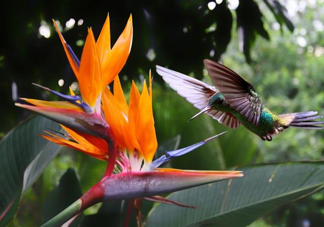 Costa Rica nature