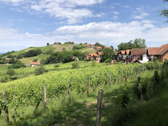 Lendava vinice 023