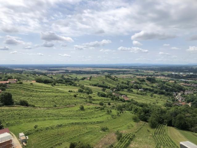 Lendava vinice 2 024