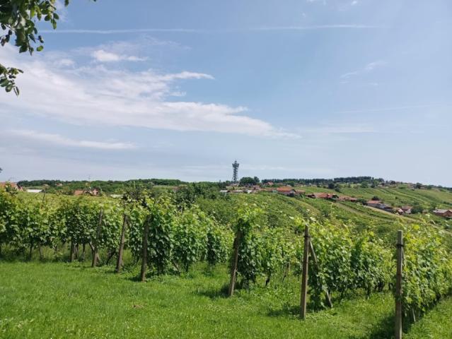 Lendava vinium rozhledna 4 031