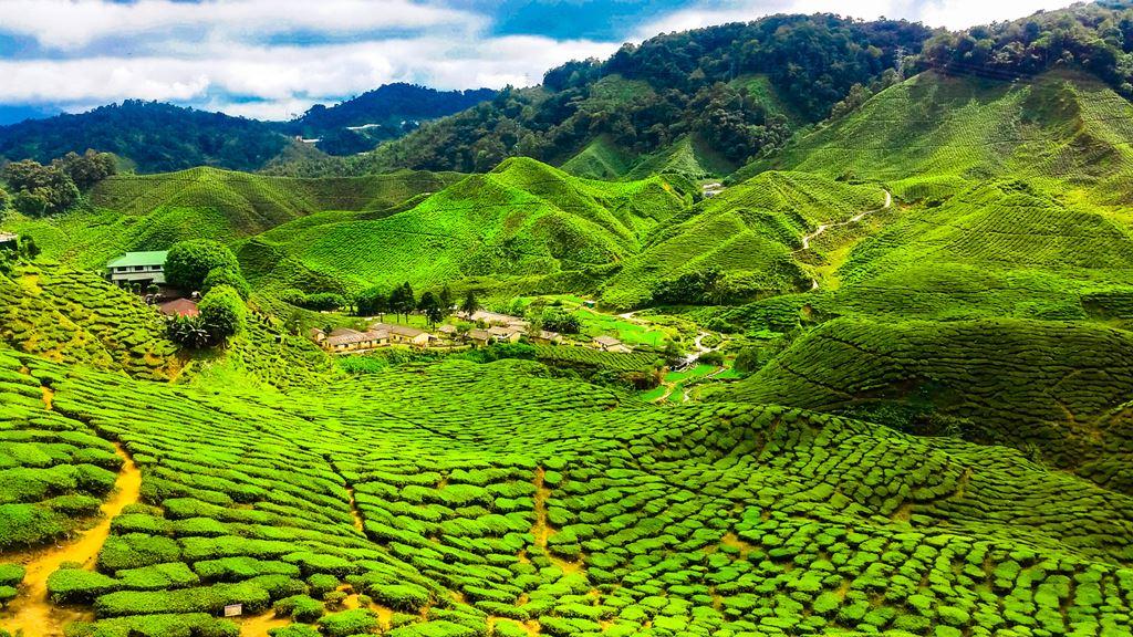 Poznávací zájezd-Malajsie, Singapur-Malajsie-Cameron Higlands c