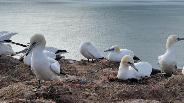 Německo-poznávací zájezd-Helgoland