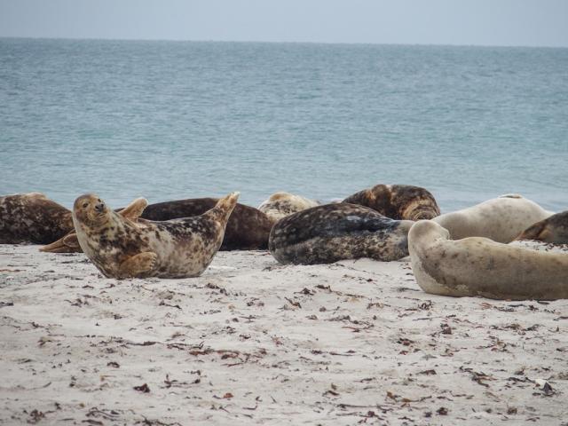 Německo-poznávací zájezd-Helgoland