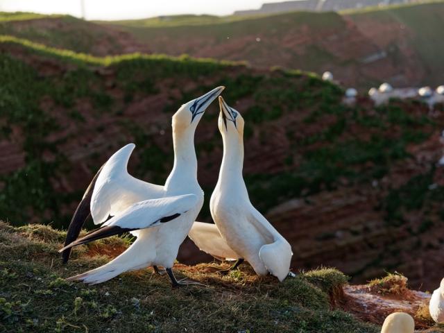 Německo-Poznávací zájezd Helgoland-Program-Den 3