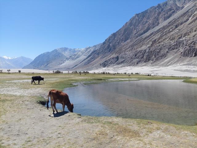 Poznávací zájezd-Indie-Ladakh-Velký okruh Malým Tibetem