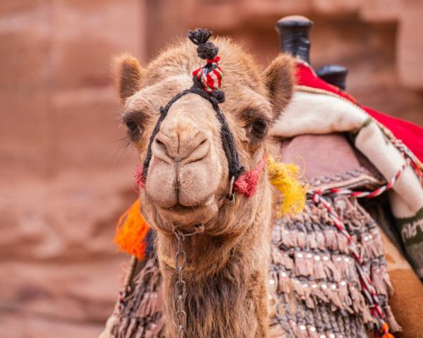 Poznávací zájezd-Jordánsko-Wadi Rum
