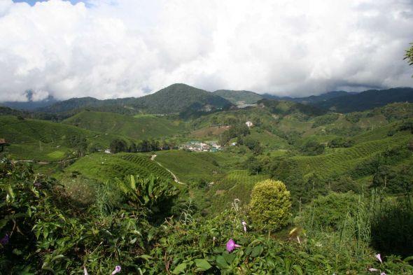Cameron Highlands