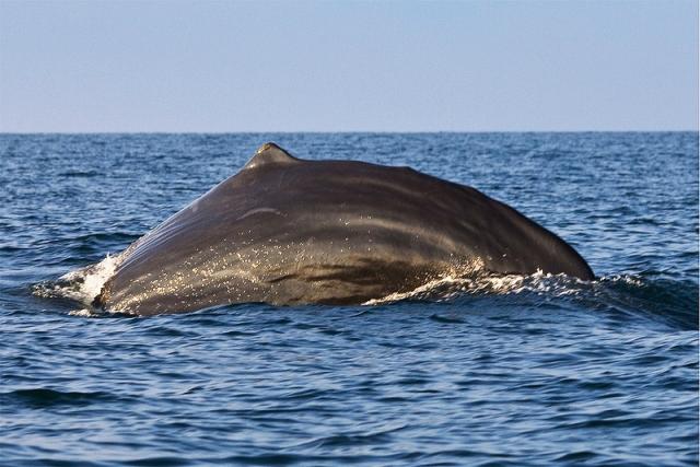 Sri Lanka, pozorování velryb