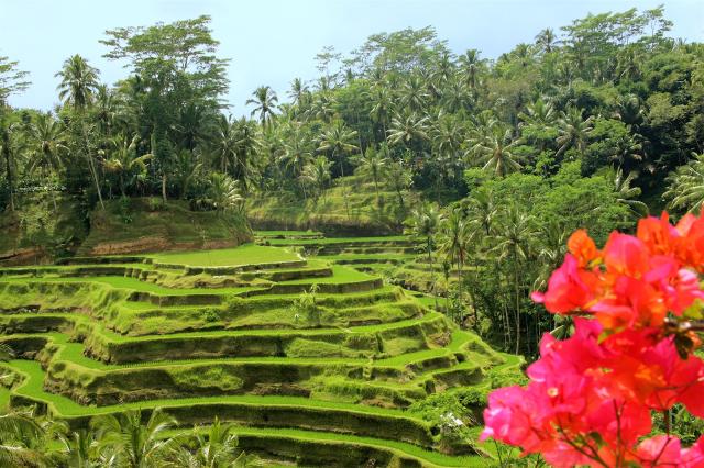 Bali, Ubud - rýžové terasy
