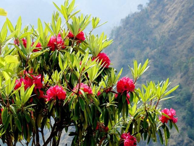 Nepal