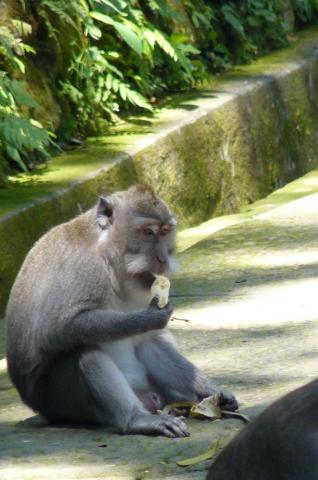 Bali, Ubud - Opičí les