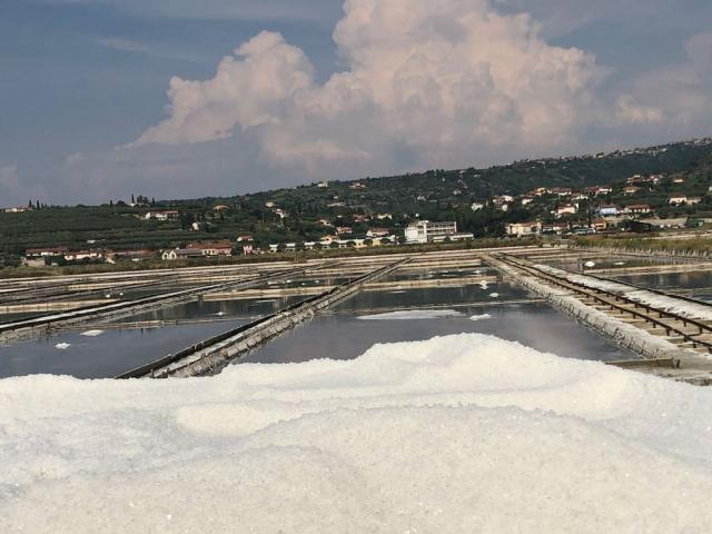 Sečovlje saliny