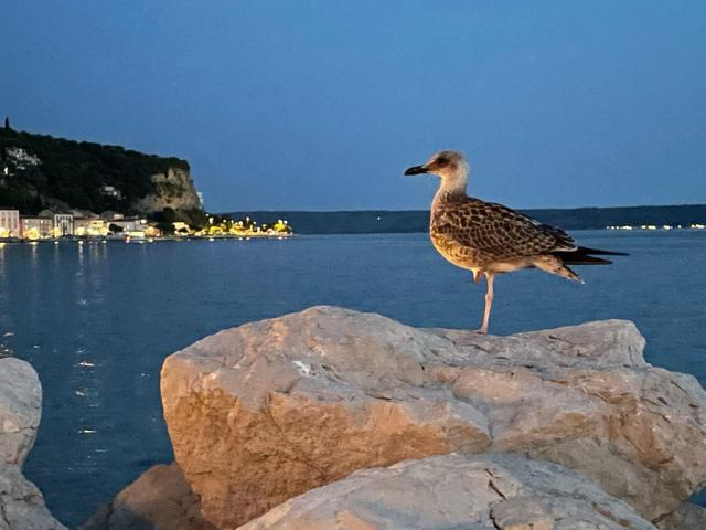 Piran