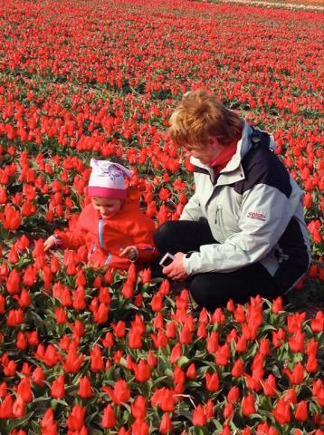 Pole tulipánů