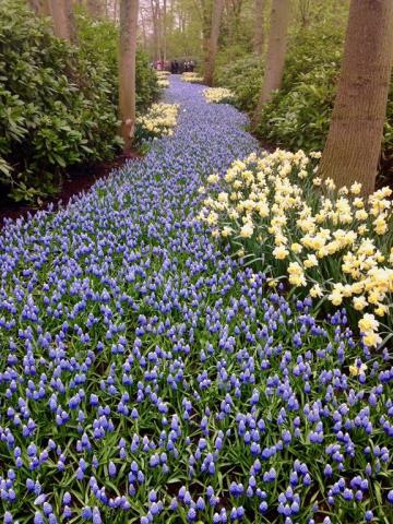 Keukenhof