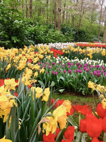 Cibule jsou všude Keukenhof