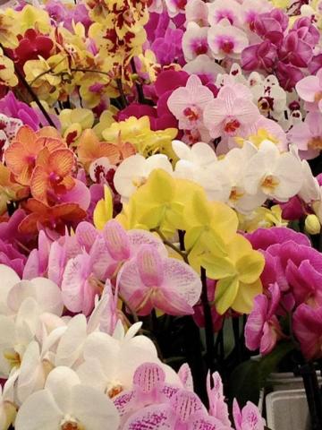 Keukenhof orchideje