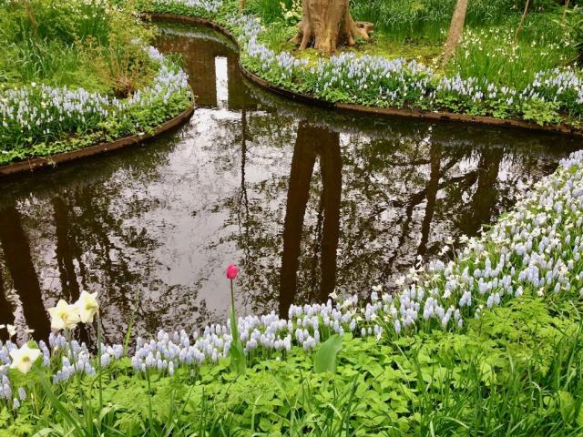 Květiny Keukenhof