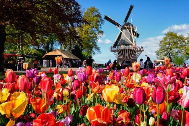 Za tulipány do Holandska - poznávací zájezd do Nizozemí