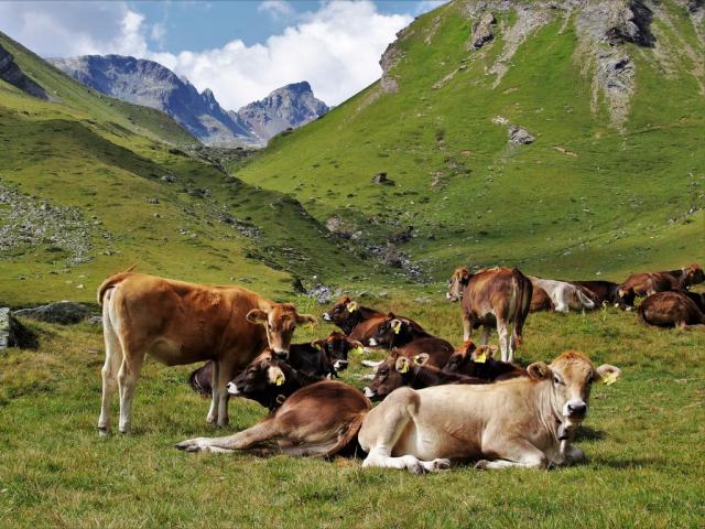Julierpass