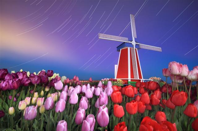 Keukenhof_tulipany_vecer_mlyn1.jpg