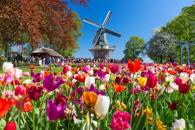 Keukenhof_tulipany_mlyn2.jpg