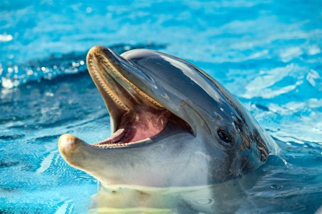 Delfinarium shutterstock_353213009.jpg