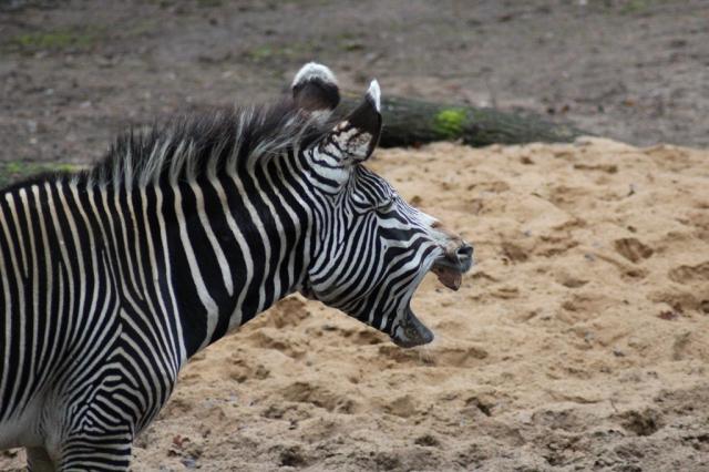 zoo norimberk 11.jpg