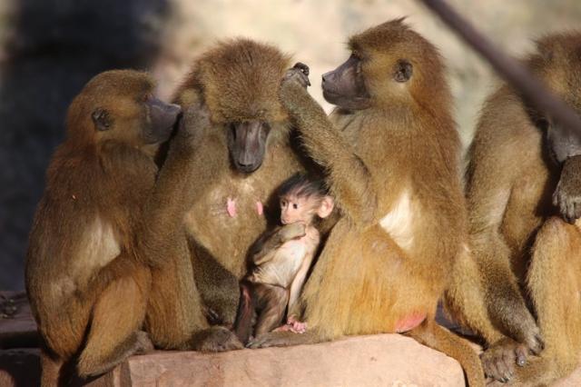 zoo norimberk 15.jpg