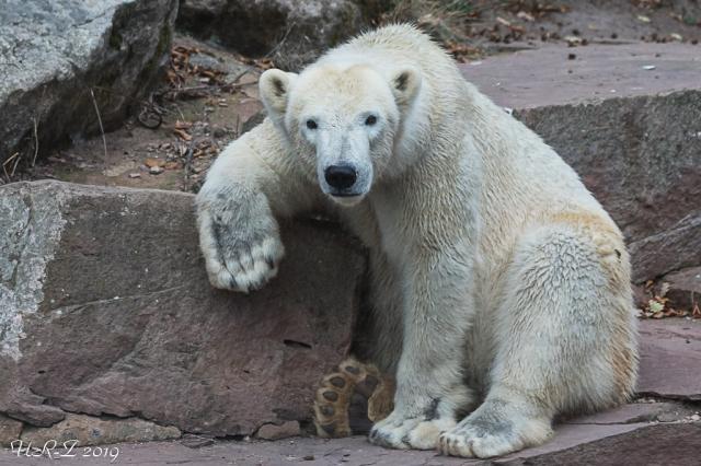 zoo norimberk 16.jpg