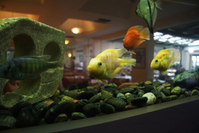 aquarium.jpg