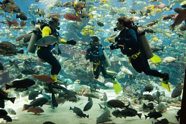 Atlantis The Palm