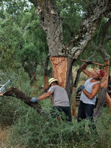 Sklízení korku je velmi namáhavé a vyžaduje značnou zručnost