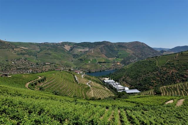 Vinice v okolí řeky Douro