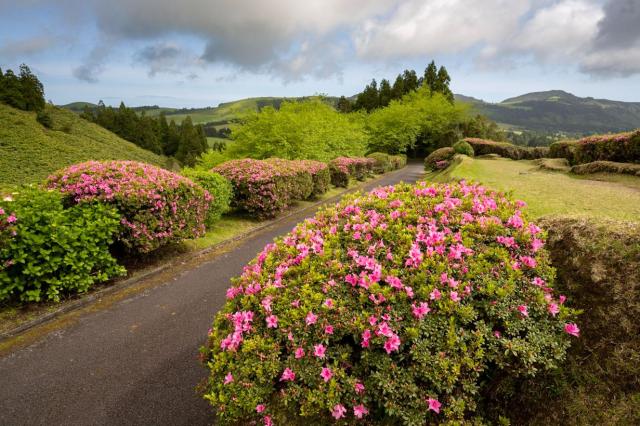 Všudypřítomné květiny na ostrově Sao Miguel