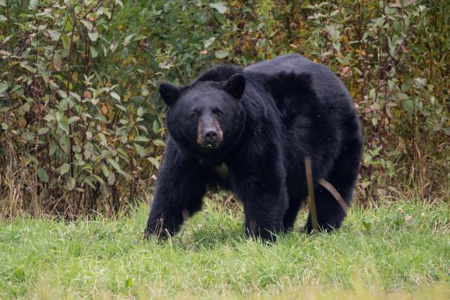 Černý medvěd baribal kousek od silnice na zájezdu do Kanady s P