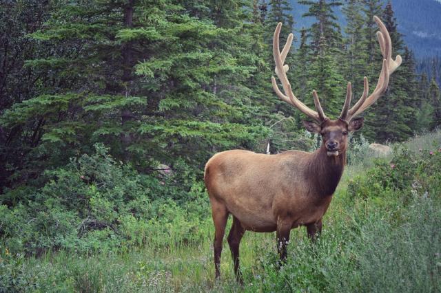 Dvanácterák Wapiti, NP Jasper