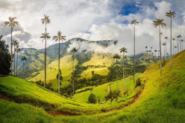 Voskové palmy ve Valle de Cocora