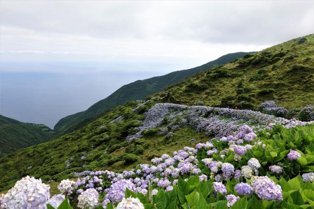 Trek krajinou plnou hortenzií na ostrově Sao Jorge