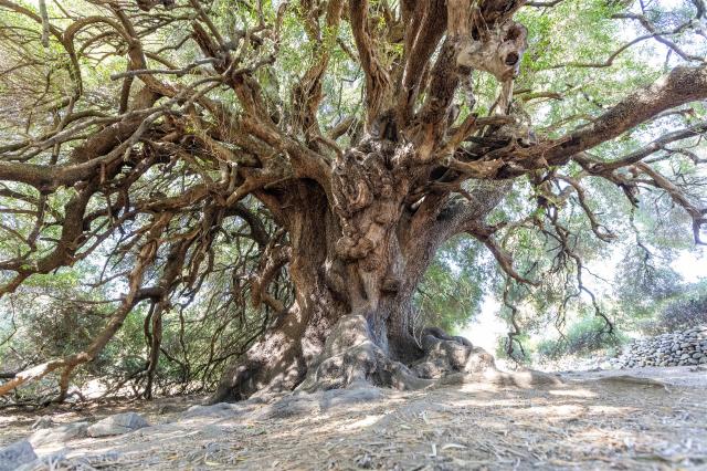 Luras Millennial Olive Tree