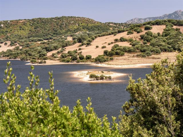 Luras Millennial Olive Tree