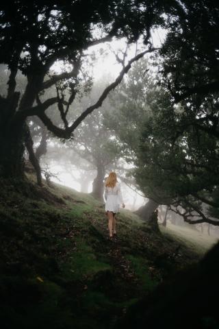 Fanal Forest, Madeira