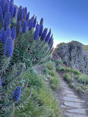 Pico do Arieiro