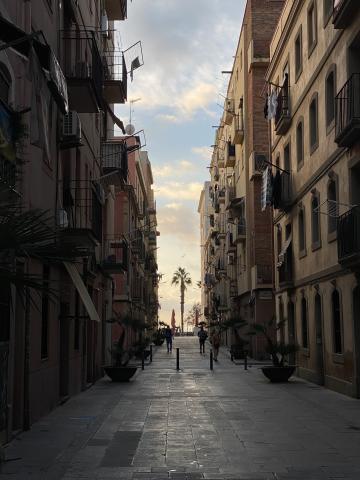 La roseta