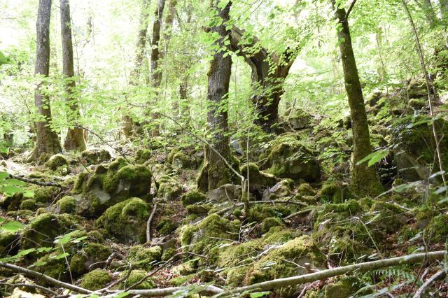 Monumento Naturale Bosco del Sasseto