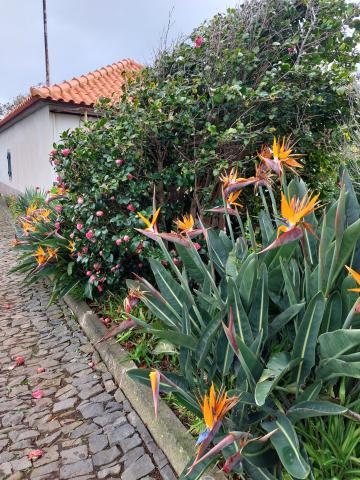 Fortress of Faial