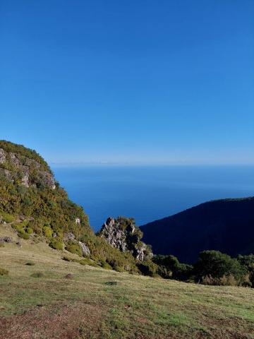 Fanal Forest, Madeira
